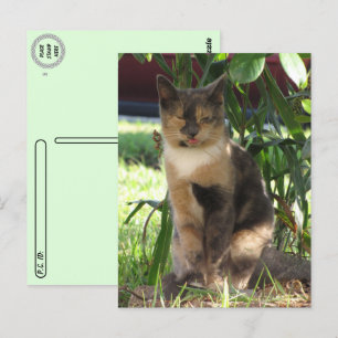 Postkreuzung - Callie Muffin - Alberne Stray Cat Postkarte