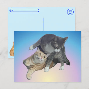 Postkreuzung - Crazy Cats - Taz und Tito Bandito Postkarte