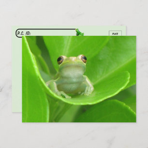 Postkreuzung = Niedlicher Baum-Frosch Postkarte