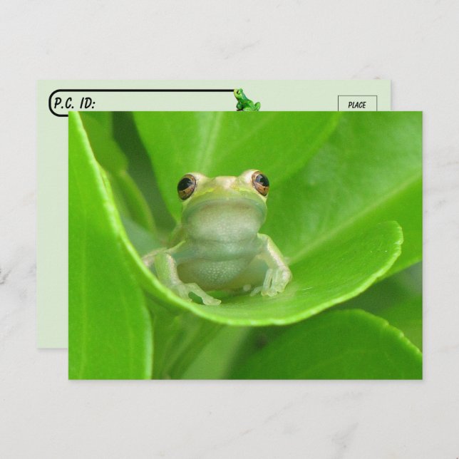 Postkreuzung = Niedlicher Baum-Frosch Postkarte (Vorne/Hinten)