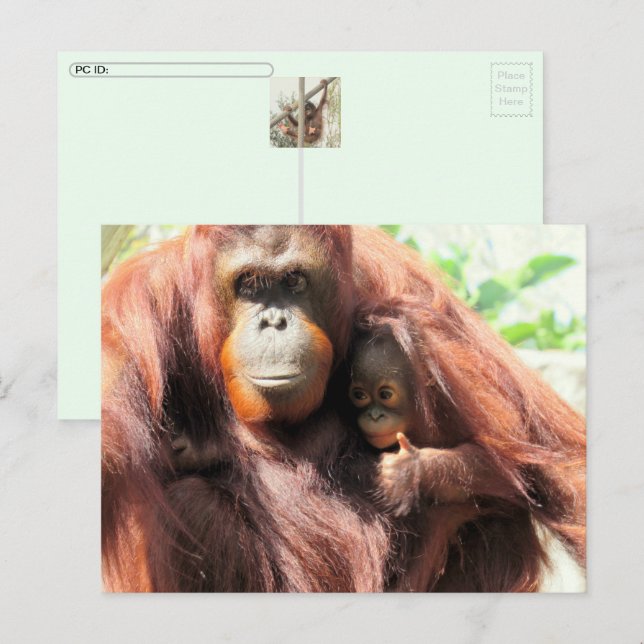 Postkreuzung Orangutan Tag Postkarte (Vorne/Hinten)