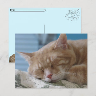 Postkreuzung - Schlaflosigkeit Kitty Taz - Katze P Feiertagspostkarte