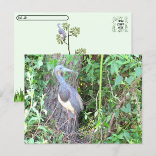 Postkreuzung - Tri-Color Heron Gebäude a Nest Postkarte