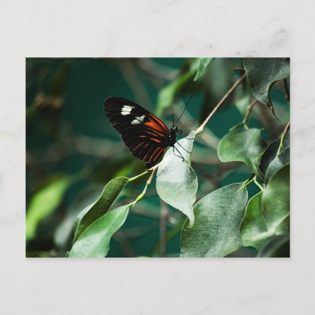 Postman 184 Postkarte (Vorderseite)