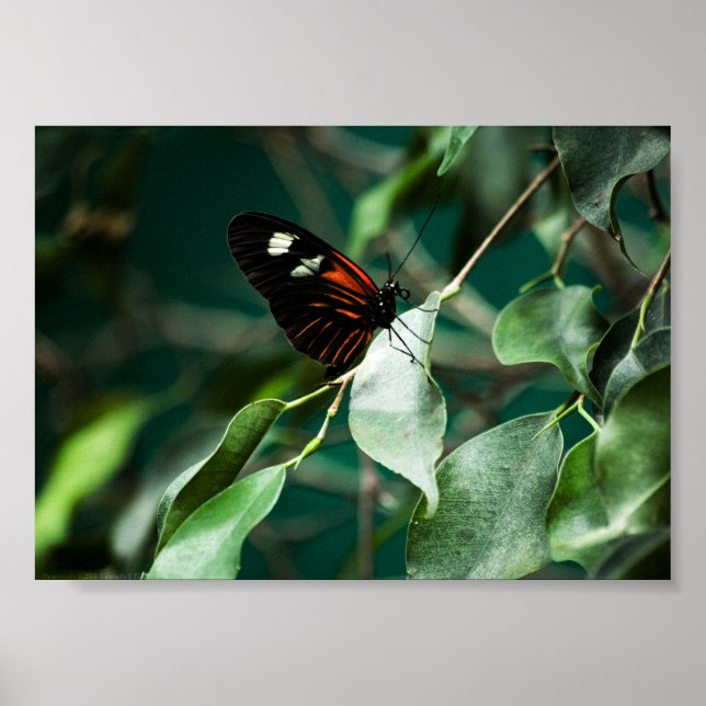 Postman 184 Print Poster (Vorne)