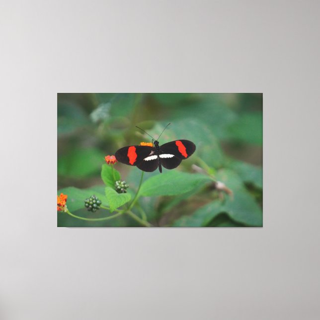 Postman Schmetterling Leinwanddruck (Vorderseite)