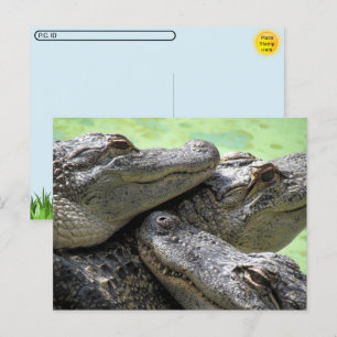 Postübergabe - Alligator Party Postkarte