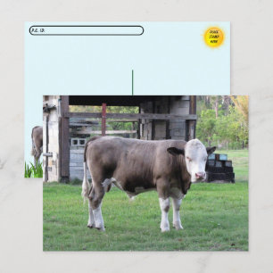 Postübergabe - Dieser Bull bedeutet Visitenkarte Postkarte