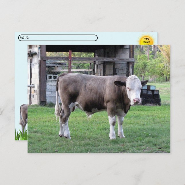 Postübergabe - Dieser Bull bedeutet Visitenkarte Postkarte (Vorne/Hinten)
