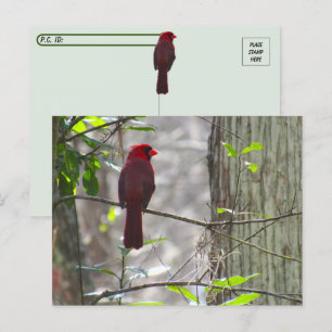 Postübergang Männlicher Kardinal Postkarte