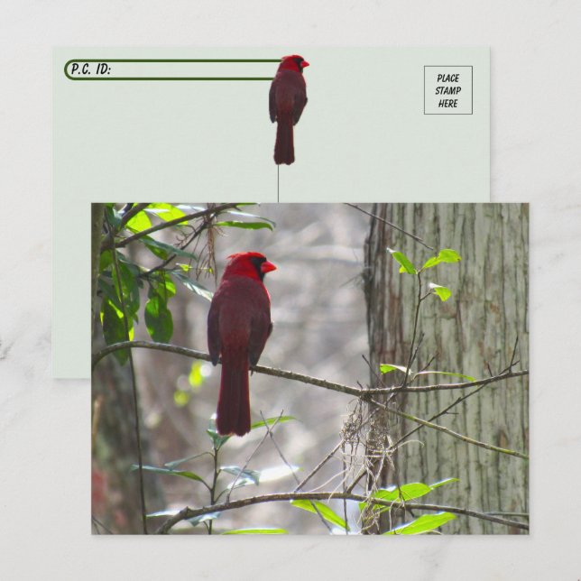 Postübergang Männlicher Kardinal Postkarte (Vorne/Hinten)