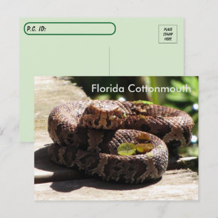 Postübergang - Postkarte Florida Cottonmouth