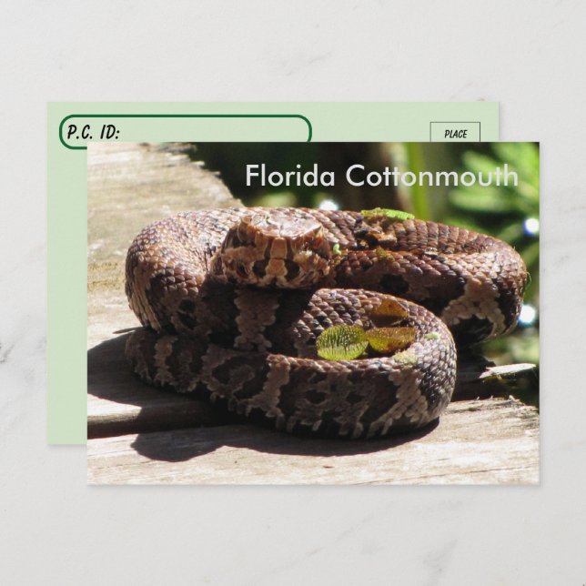 Postübergang - Postkarte Florida Cottonmouth (Vorne/Hinten)