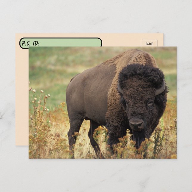 Postüberqueren amerikanischer Bison / Buffalo Post Postkarte (Vorne/Hinten)