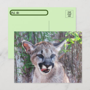 Postüberqueren der Cougar Cub Postkarte mit ID-Fel