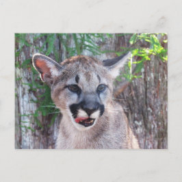 Postüberqueren der Cougar Cub Postkarte mit ID-Fel
