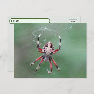 Postüberqueren der Gepunkteten Orbweaver Spider Po Postkarte