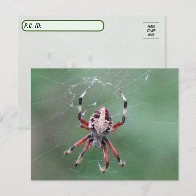 Postüberqueren der Gepunkteten Orbweaver Spider Po Postkarte (Vorne/Hinten)
