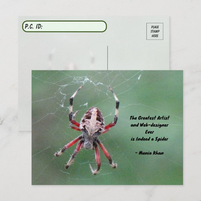 Postüberqueren der Gepunkteten Orbweaver Spider Po Postkarte (Vorne/Hinten)