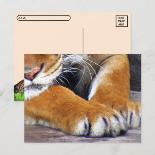 Postüberqueren der Tigerpfeife Postkarte mit ID Bo