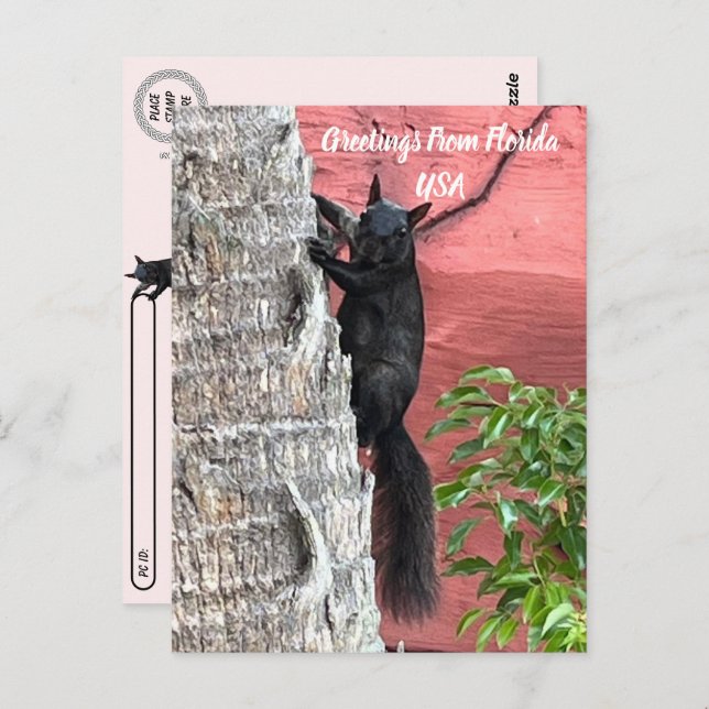 Postüberqueren Grüße von ... Schwarzes Eichhörnche Postkarte (Vorne/Hinten)