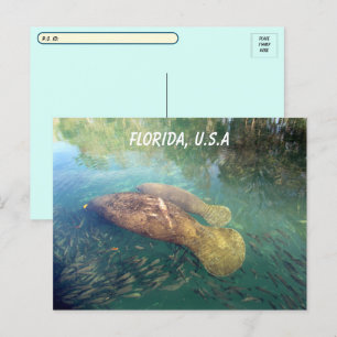 Postüberqueren von Florida Manatee and Baby w ID B Postkarte