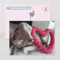 Postüberqueren von Rain the Wiemaraner Liebe Postk