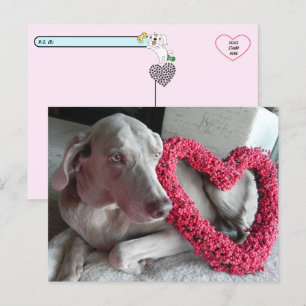 Postüberqueren von Rain the Wiemaraner Liebe Postk Postkarte