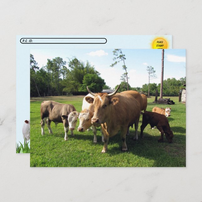 Postüberqueren von vielen Kühen und ein paar klein Postkarte (Vorne/Hinten)