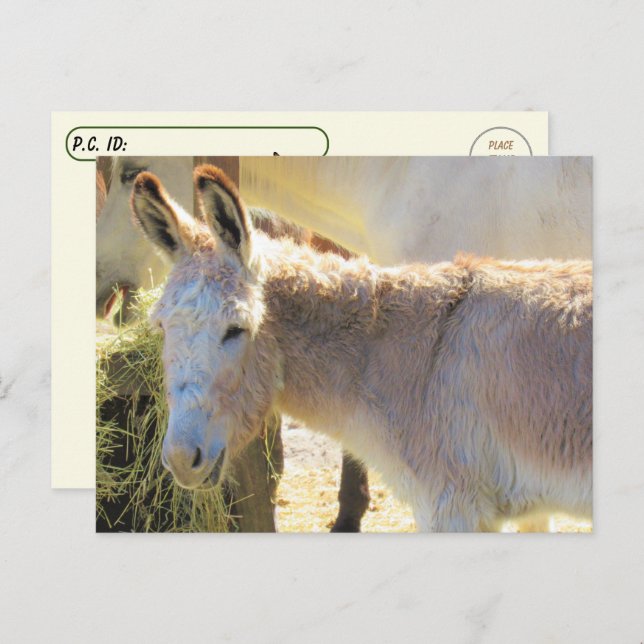 Postüberquerung - Adable Postkarte des Donkey (Vorne/Hinten)