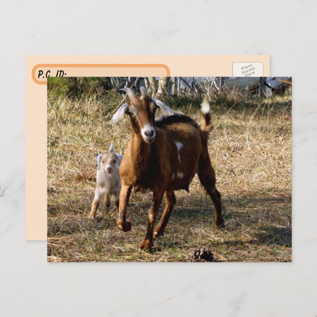 Postüberquerung Adorable Goes Postkarte (Vorne/Hinten)