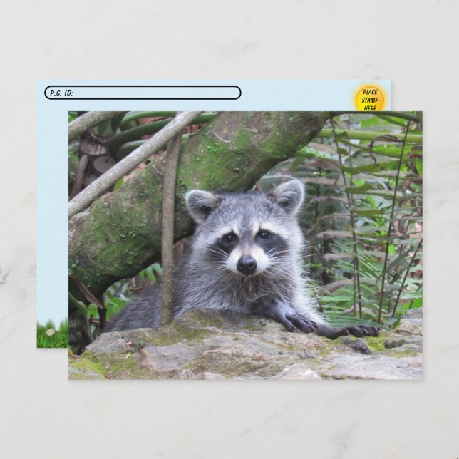 Postüberquerung Bild eines Adorable Baby Raccoon Postkarte (Vorne/Hinten)