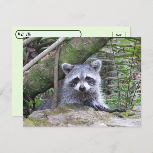 Postüberquerung Bild eines Adorable Baby Raccoon Postkarte (Vorne/Hinten)
