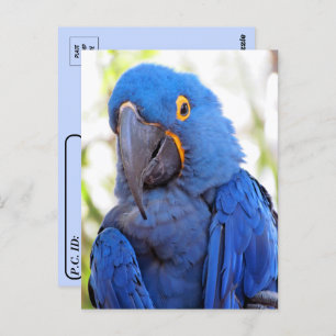 Postüberquerung - Bild eines Blue-Gold-Macaw Postkarte