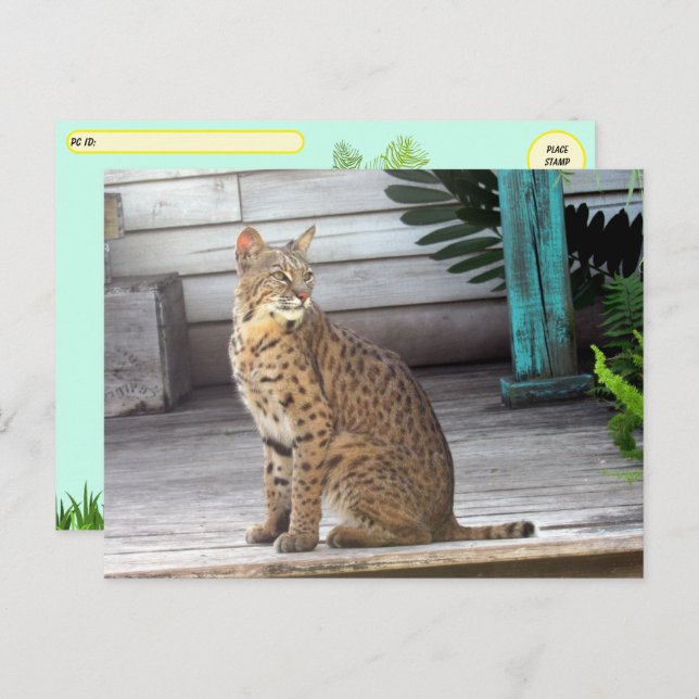 Postüberquerung - Bild eines Bobcat in Florida Postkarte (Vorne/Hinten)