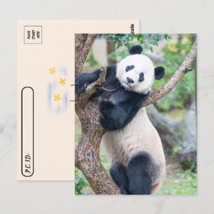 Postüberquerung Bild eines Riesenpanda Postkarte