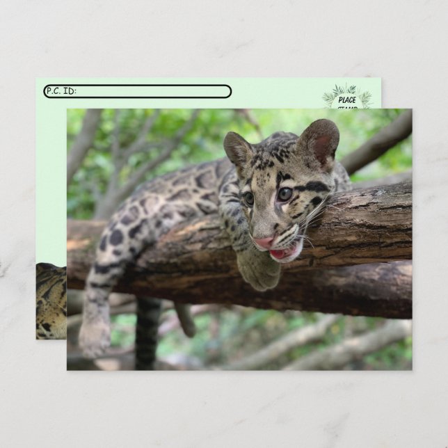 Postüberquerung Bild von getrübtem Leoparden Cub Postkarte (Vorne/Hinten)
