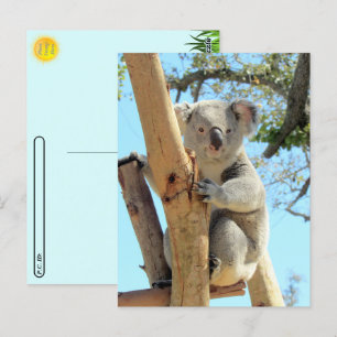 Postüberquerung - Bild von Koala Postkarte