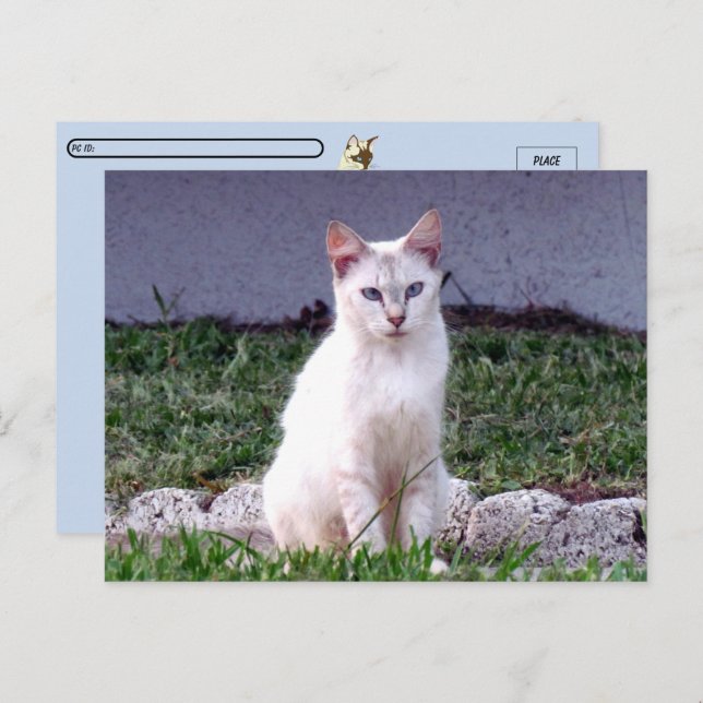 Postüberquerung - Die Siamische Straße - Katzenpos Postkarte (Vorne/Hinten)