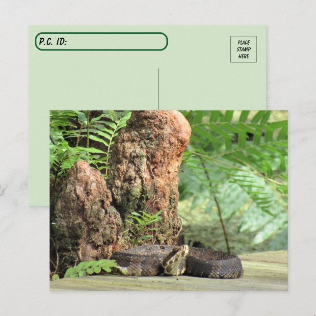 Postüberquerung - Florida Cottonmouth im Sumpf Postkarte (Vorne/Hinten)