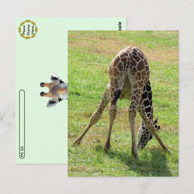 Postüberquerung Funny Giraffe Hintern Postkarte (Vorne/Hinten)
