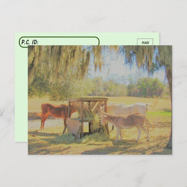 Postüberquerung = Fütternd Station 2 Pferde und Do Postkarte (Vorne/Hinten)