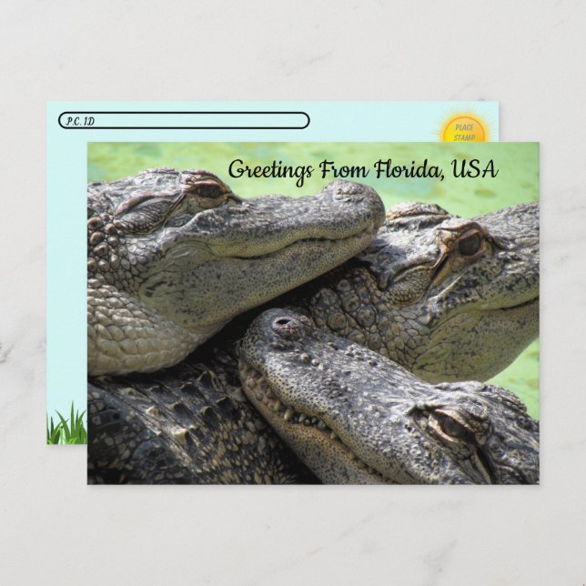 Postüberquerung - Gruß von Florida Alligator Postkarte (Vorne/Hinten)