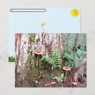 Postüberquerung - Kleine Pilze Postkarte