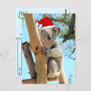 Postüberquerung - Koala Weihnachten Postkarte
