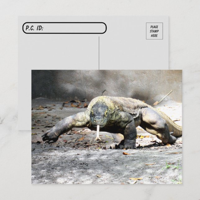 Postüberquerung - Komodo Dragon kommt für Sie Postkarte (Vorne/Hinten)