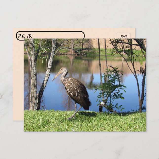 Postüberquerung - Limpkin auf der Postkarte (Vorne/Hinten)