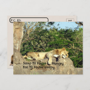Postüberquerung - Lion Sleep, bis Sie Hungrigem Zi Postkarte