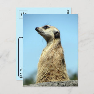 Postüberquerung - Meerkat auf Patrol Grußkarte Postkarte