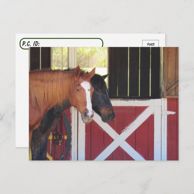 Postüberquerung - Pferde an der stabilen Postkarte (Vorne/Hinten)
